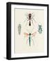 Insect Varieties III-Annie Warren-Framed Art Print