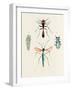 Insect Varieties III-Annie Warren-Framed Art Print