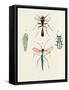 Insect Varieties III-Annie Warren-Framed Stretched Canvas