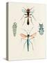 Insect Varieties III-Annie Warren-Stretched Canvas