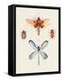 Insect Varieties IV-Annie Warren-Framed Stretched Canvas