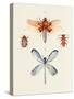 Insect Varieties IV-Annie Warren-Stretched Canvas