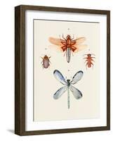 Insect Varieties IV-Annie Warren-Framed Art Print