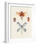 Insect Varieties IV-Annie Warren-Framed Art Print