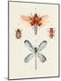 Insect Varieties IV-Annie Warren-Mounted Art Print