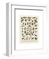 Insectes I-Adolphe Millot-Framed Art Print