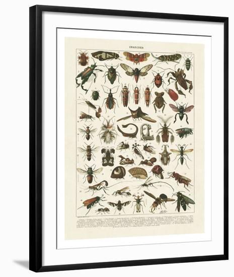 Insectes I-Adolphe Millot-Framed Art Print