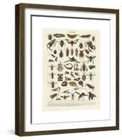 Insectes I-Adolphe Millot-Framed Giclee Print