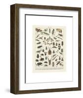 Insectes II-Adolphe Millot-Framed Art Print