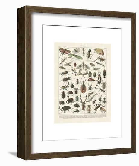 Insectes II-Adolphe Millot-Framed Art Print