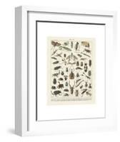 Insectes II-Adolphe Millot-Framed Art Print