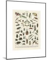 Insectes II-Adolphe Millot-Mounted Art Print