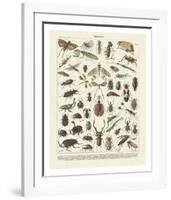 Insectes II-Adolphe Millot-Framed Art Print