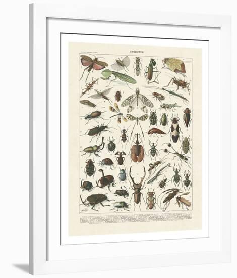 Insectes II-Adolphe Millot-Framed Art Print