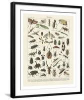 Insectes II-Adolphe Millot-Framed Art Print