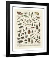 Insectes II-Adolphe Millot-Framed Art Print