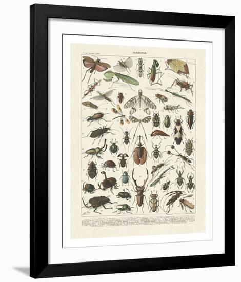 Insectes II-Adolphe Millot-Framed Art Print