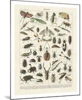 Insectes II-Adolphe Millot-Mounted Art Print