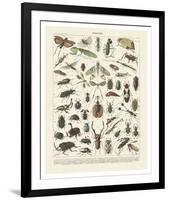 Insectes II-Adolphe Millot-Framed Art Print