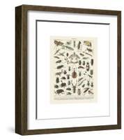 Insectes II-Adolphe Millot-Framed Giclee Print