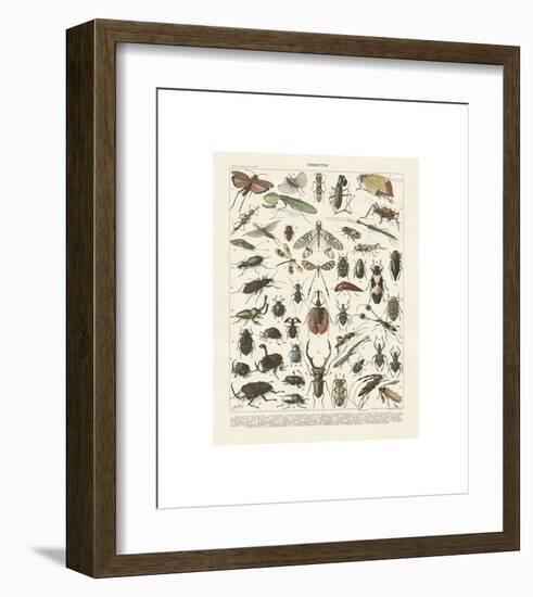 Insectes II-Adolphe Millot-Framed Giclee Print