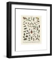 Insectes II-Adolphe Millot-Framed Giclee Print