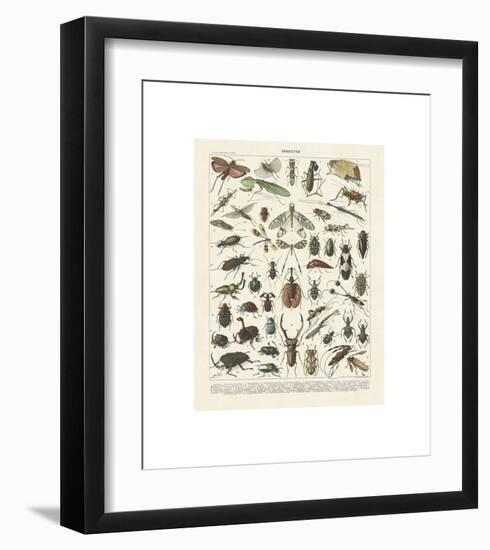 Insectes II-Adolphe Millot-Framed Giclee Print