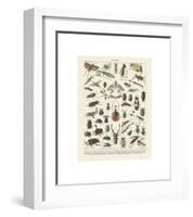 Insectes II-Adolphe Millot-Framed Giclee Print