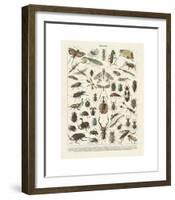 Insectes II-Adolphe Millot-Framed Giclee Print