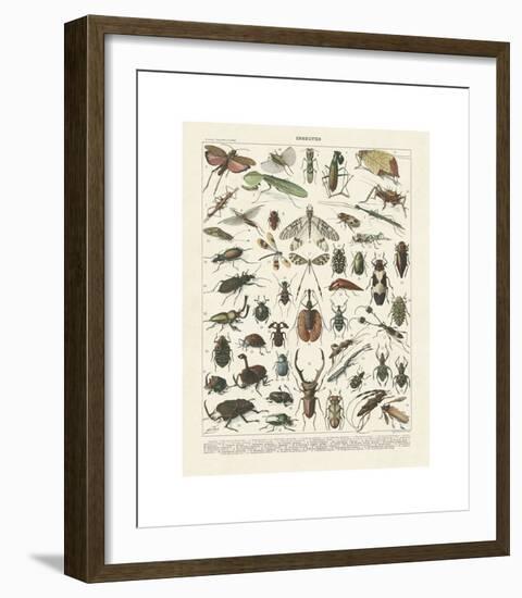 Insectes II-Adolphe Millot-Framed Giclee Print