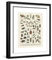 Insectes II-Adolphe Millot-Framed Giclee Print