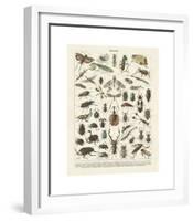 Insectes II-Adolphe Millot-Framed Giclee Print