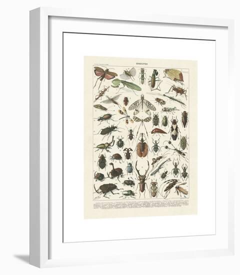 Insectes II-Adolphe Millot-Framed Giclee Print