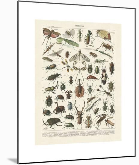 Insectes II-Adolphe Millot-Mounted Giclee Print