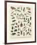 Insectes II-Adolphe Millot-Framed Giclee Print