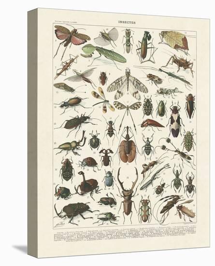 Insectes II-Adolphe Millot-Stretched Canvas