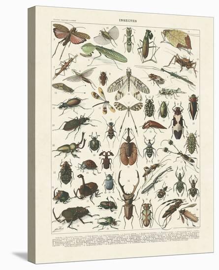 Insectes II-Adolphe Millot-Stretched Canvas