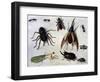 Insects, 1660-Jan van Kessel the Elder-Framed Giclee Print