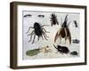 Insects, 1660-Jan van Kessel the Elder-Framed Giclee Print