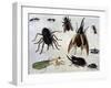 Insects, 1660-Jan van Kessel the Elder-Framed Giclee Print