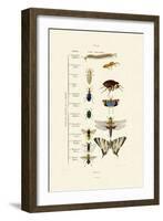 Insects, 1833-39-null-Framed Giclee Print