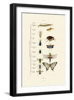 Insects, 1833-39-null-Framed Giclee Print