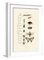 Insects, 1833-39-null-Framed Giclee Print