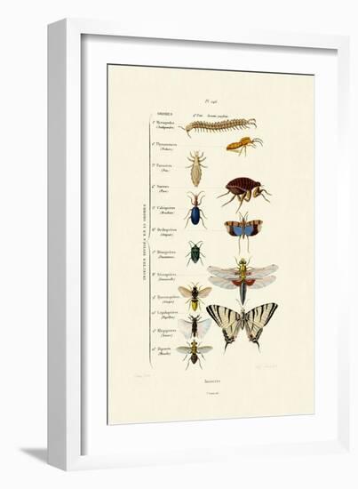 Insects, 1833-39-null-Framed Giclee Print