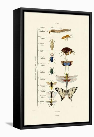 Insects, 1833-39-null-Framed Stretched Canvas