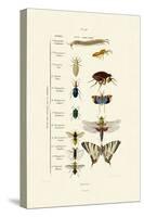 Insects, 1833-39-null-Stretched Canvas