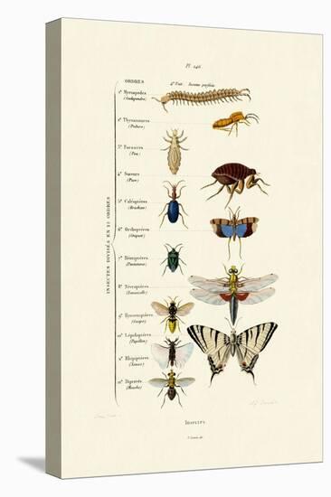 Insects, 1833-39-null-Stretched Canvas