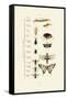 Insects, 1833-39-null-Framed Stretched Canvas