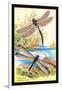 Insects: Aeshna Grandis and Stilbopteryx Costalis-James Duncan-Framed Art Print