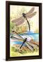 Insects: Aeshna Grandis and Stilbopteryx Costalis-James Duncan-Framed Art Print